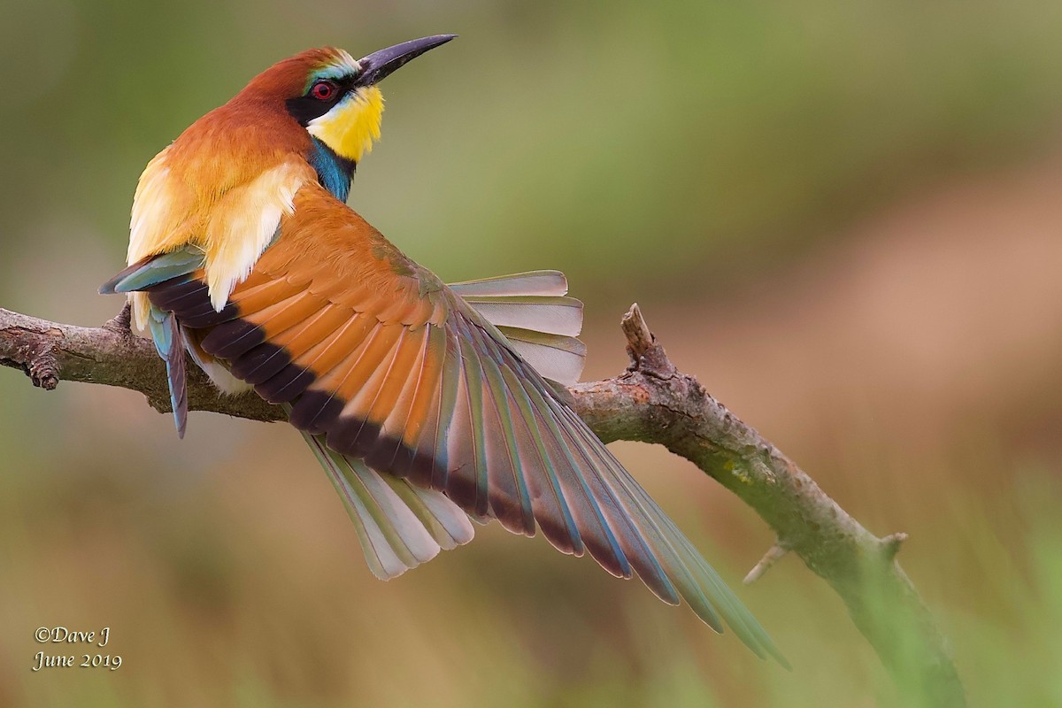 European Bee-eater - David Jackson