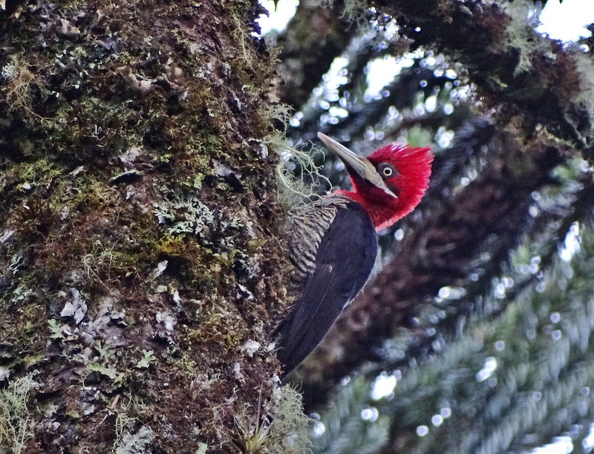 Robust Woodpecker - Carlos Kuhn