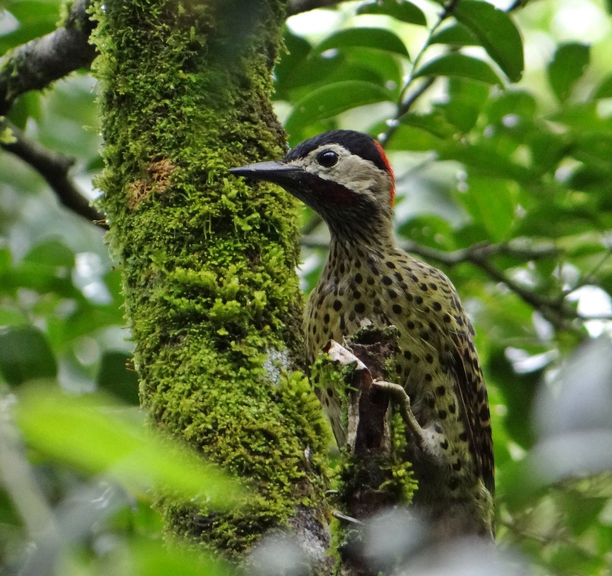 Green-barred Woodpecker (Green-barred) - Carlos Kuhn