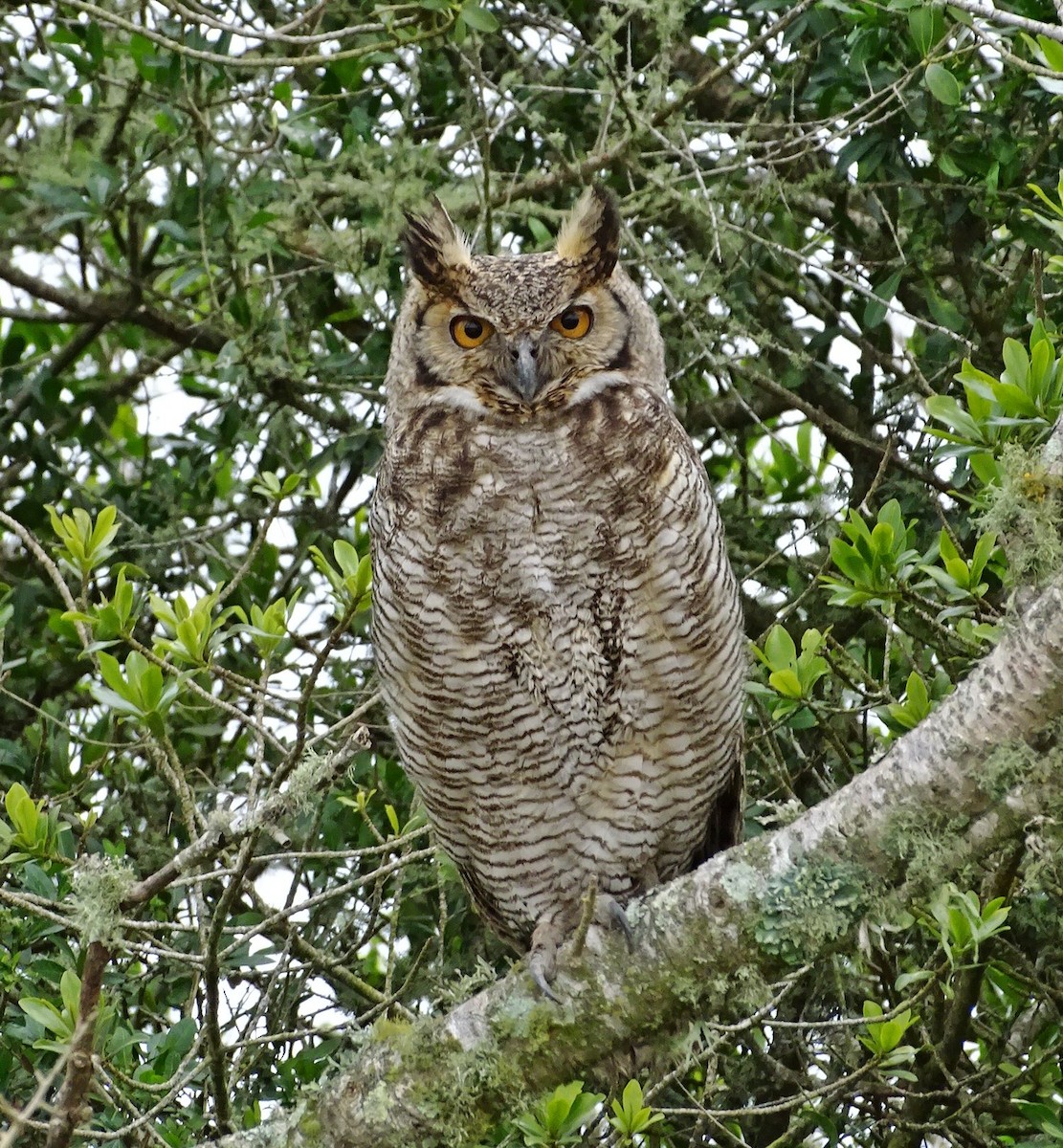 Great Horned Owl - ML204834671