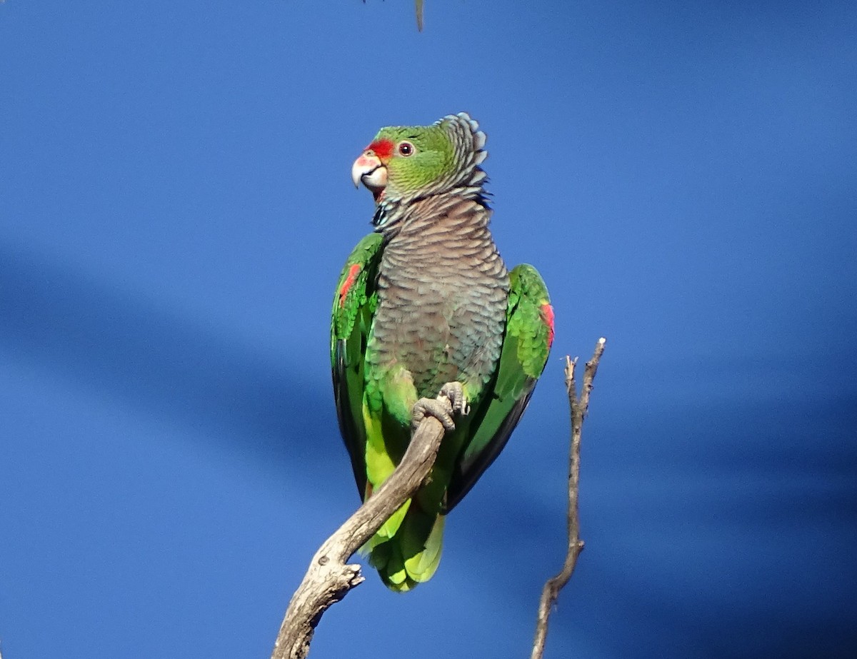 Vinaceous-breasted Parrot - Carlos Kuhn