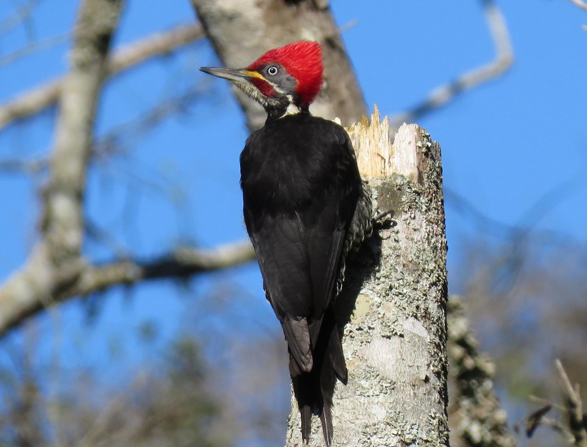 Lineated Woodpecker - Carlos Kuhn