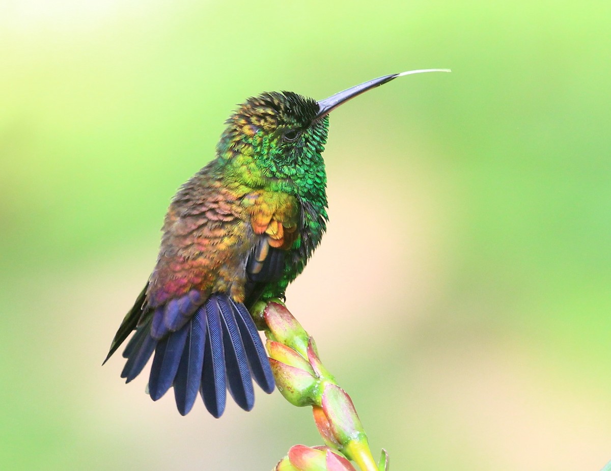 kolibřík měděnořitý - ML204835381