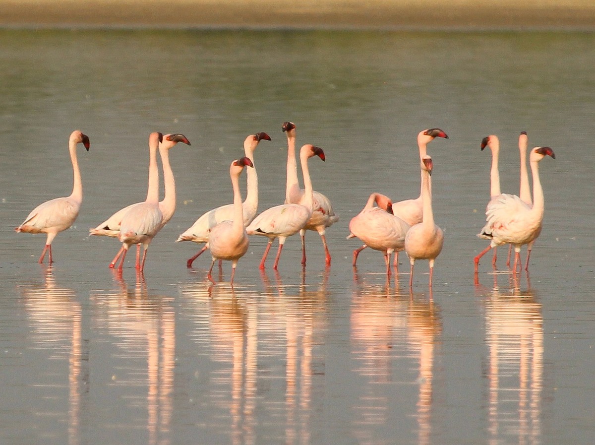 Lesser Flamingo - Luis Mario Arce