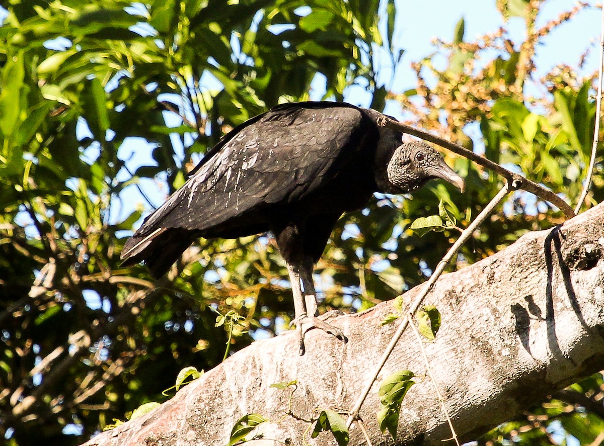 Black Vulture - Luis Mario Arce
