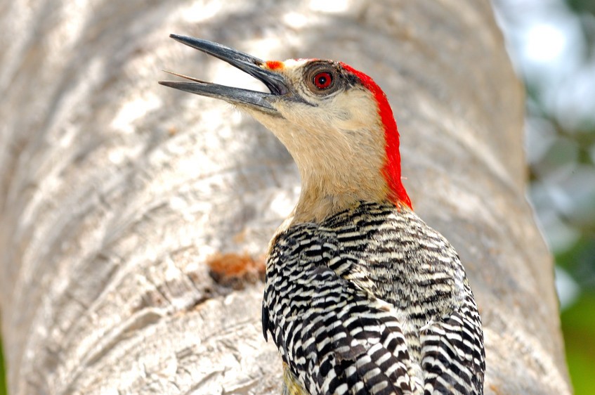 West Indian Woodpecker - ML204836301