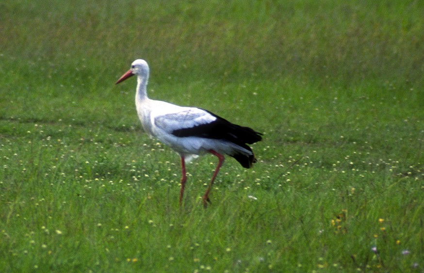 White Stork - ML204836521