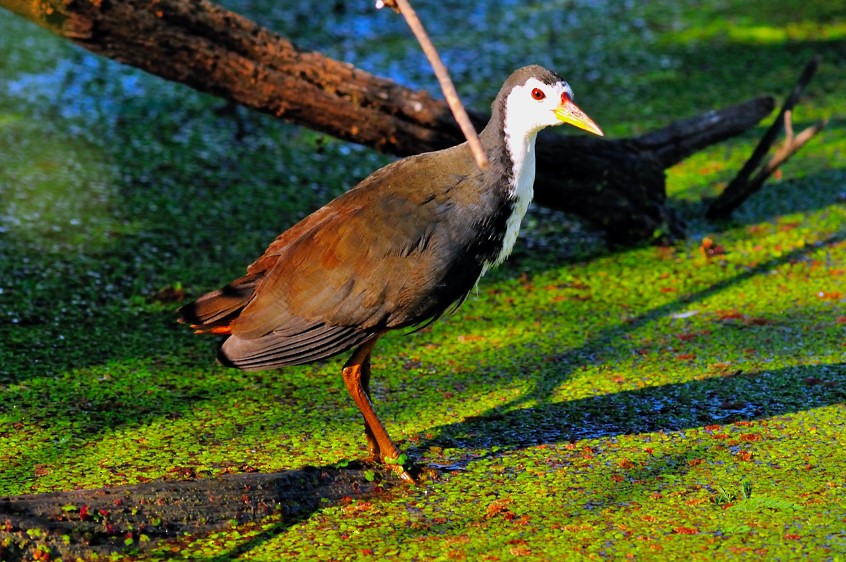 White-breasted Waterhen - Joao Ponces de Carvalho