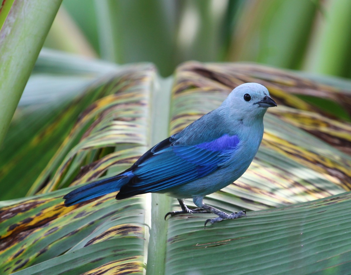 Blue-gray Tanager (Blue-gray) - ML204837061
