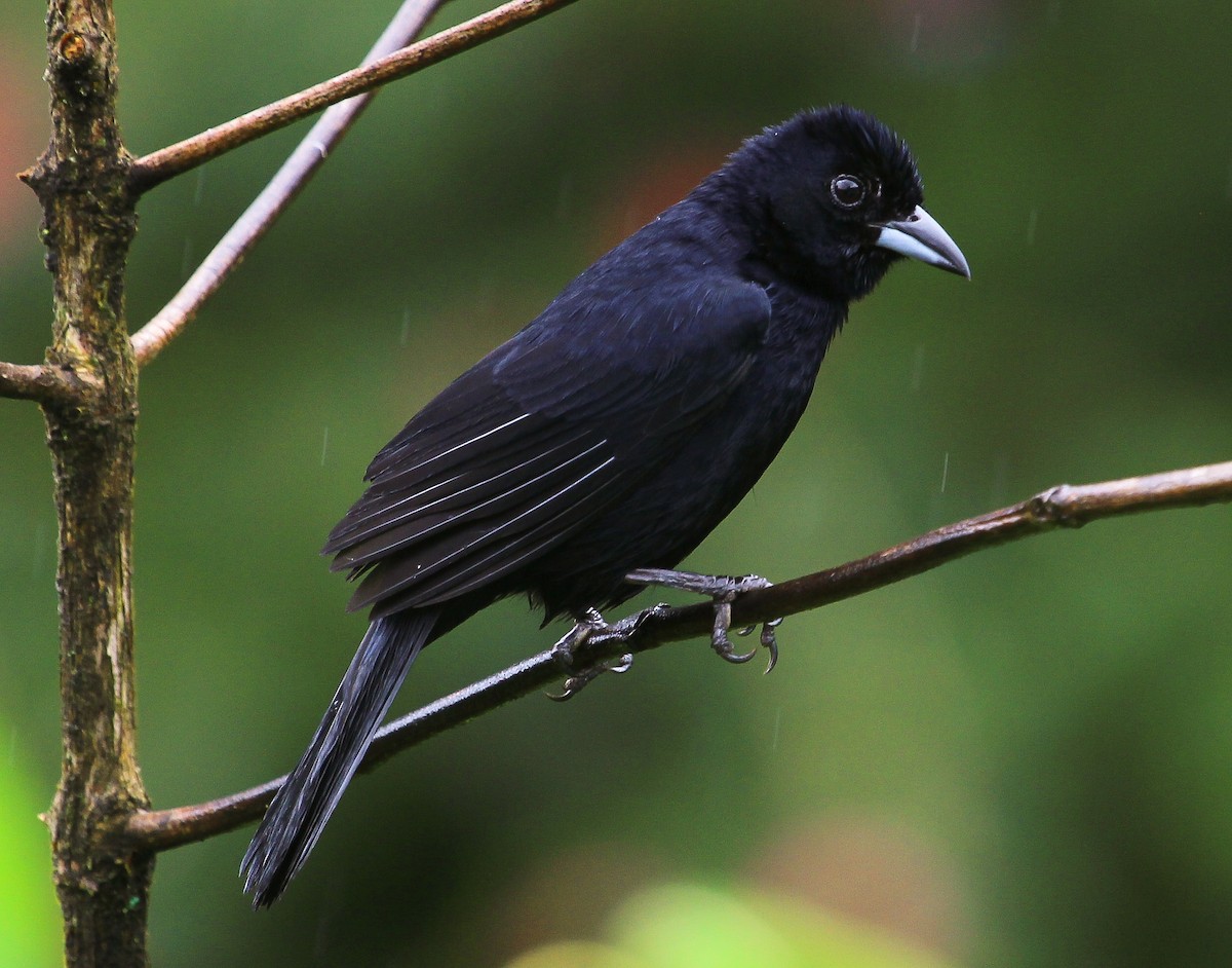 White-lined Tanager - ML204837291