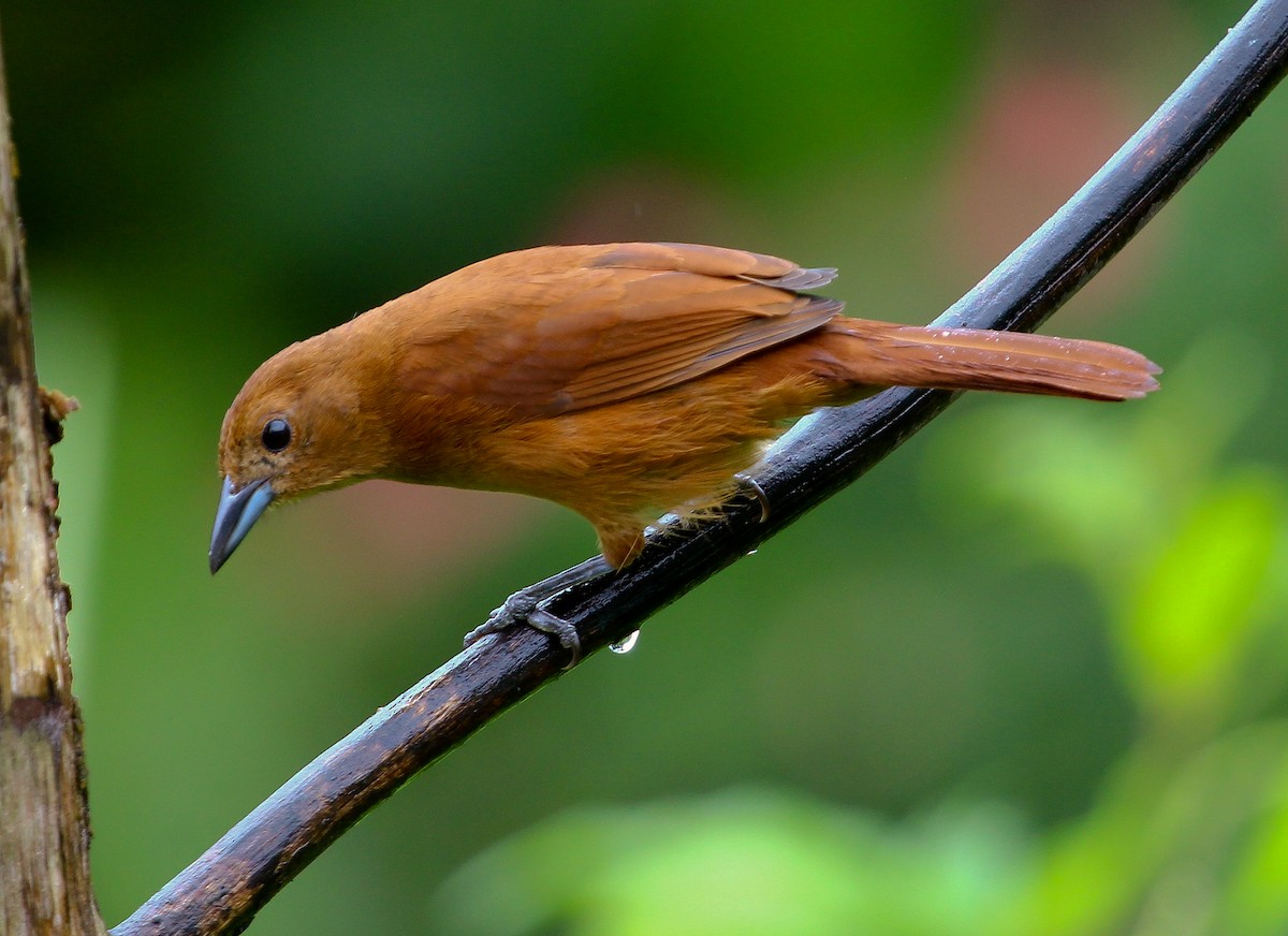 White-lined Tanager - ML204837301