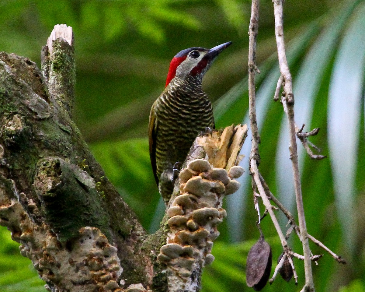 Golden-olive Woodpecker (Golden-olive) - Luis Mario Arce
