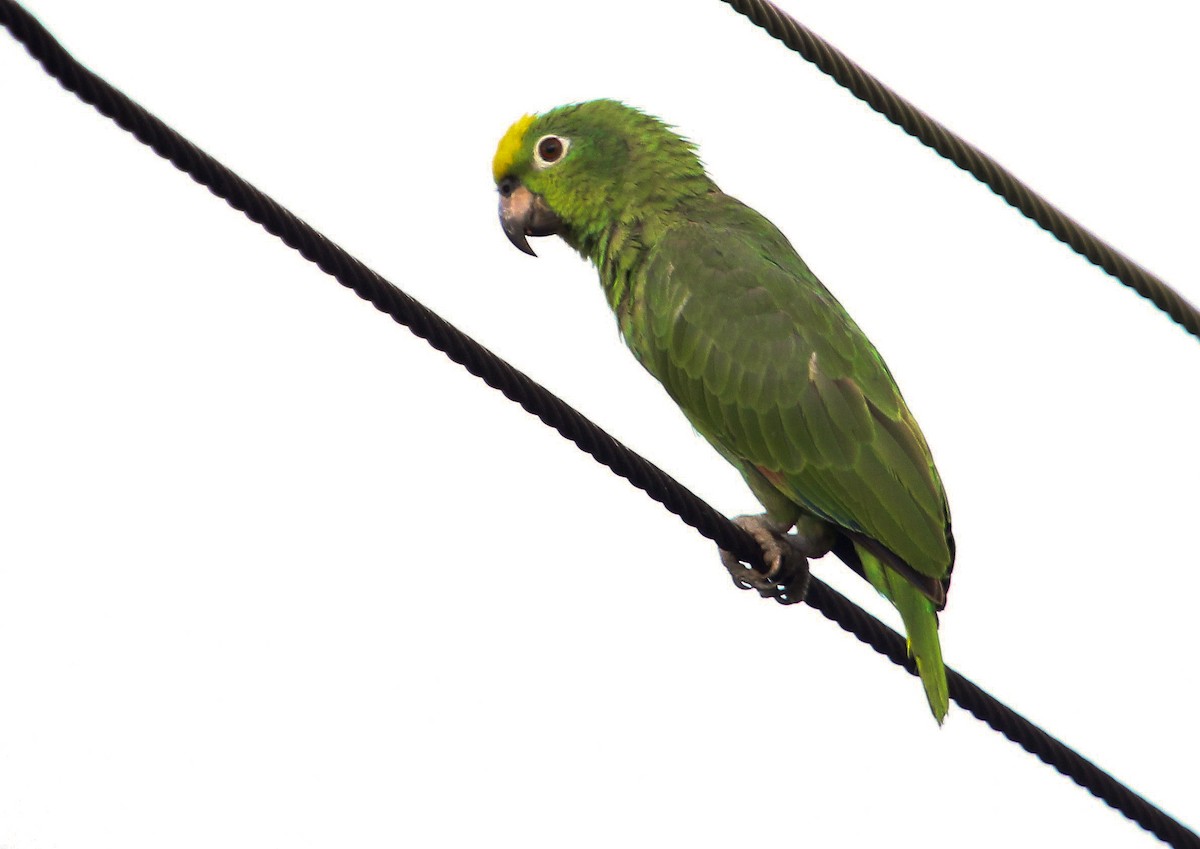 Yellow-crowned Parrot - Luis Mario Arce