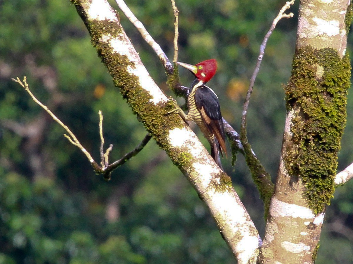Crimson-crested Woodpecker - Luis Mario Arce