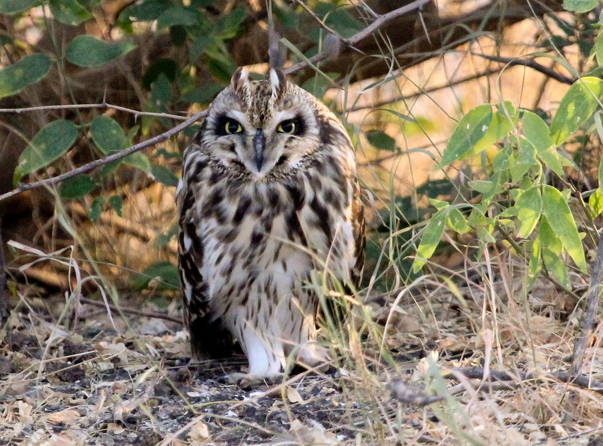 Short-eared Owl (Northern) - Luis Mario Arce