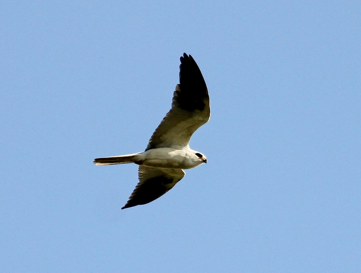 White-tailed Kite - ML204838021
