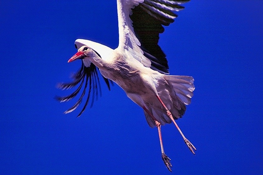 White Stork - ML204838341