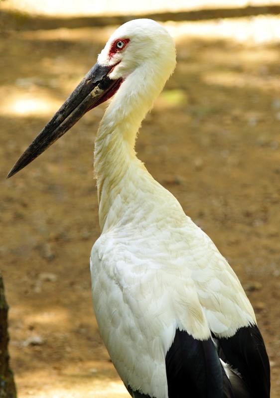 Oriental Stork - Joao Ponces de Carvalho