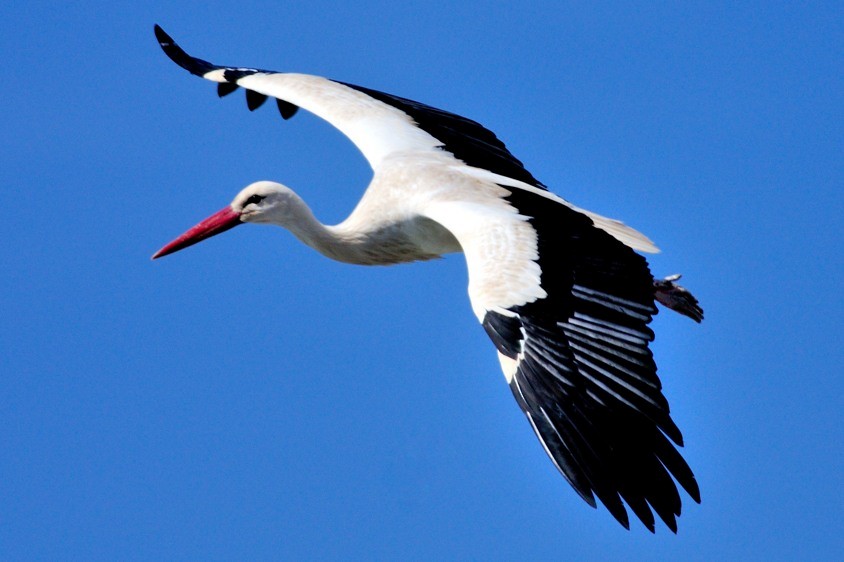White Stork - Joao Ponces de Carvalho