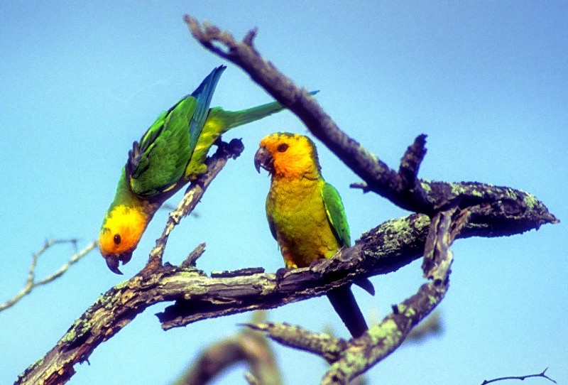 Brown-throated Parakeet (Brown-throated) - Joao Ponces de Carvalho