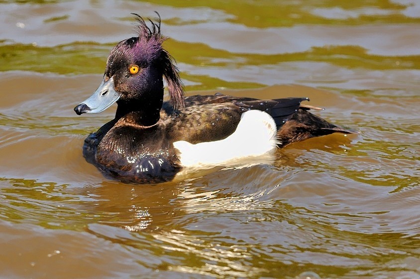 Tufted Duck - ML204838451