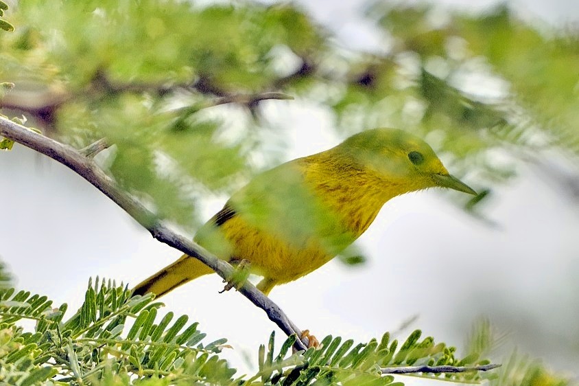 Yellow Warbler - Joao Ponces de Carvalho