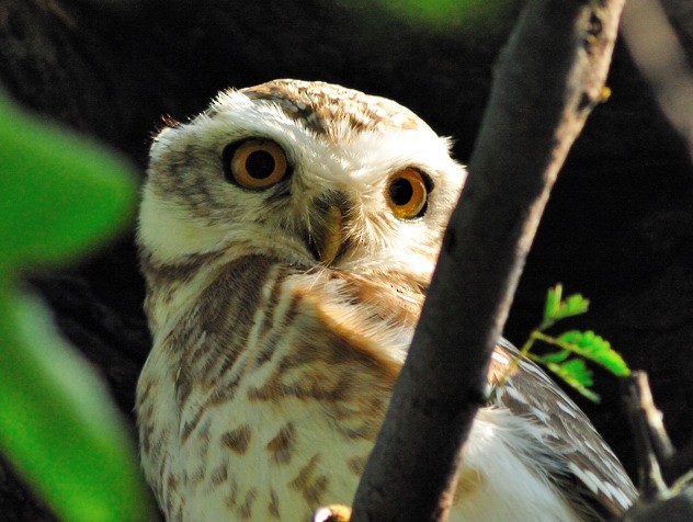 Spotted Owlet - Joao Ponces de Carvalho