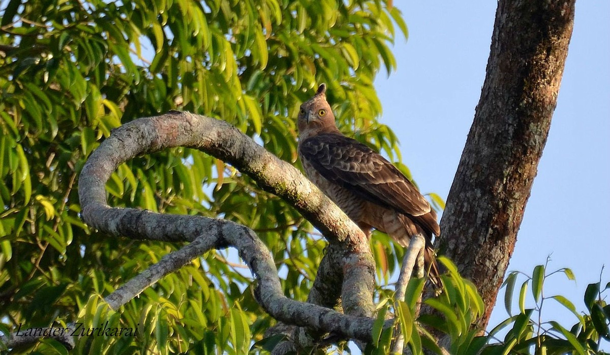 Wallace's Hawk-Eagle - Lander Zurikarai