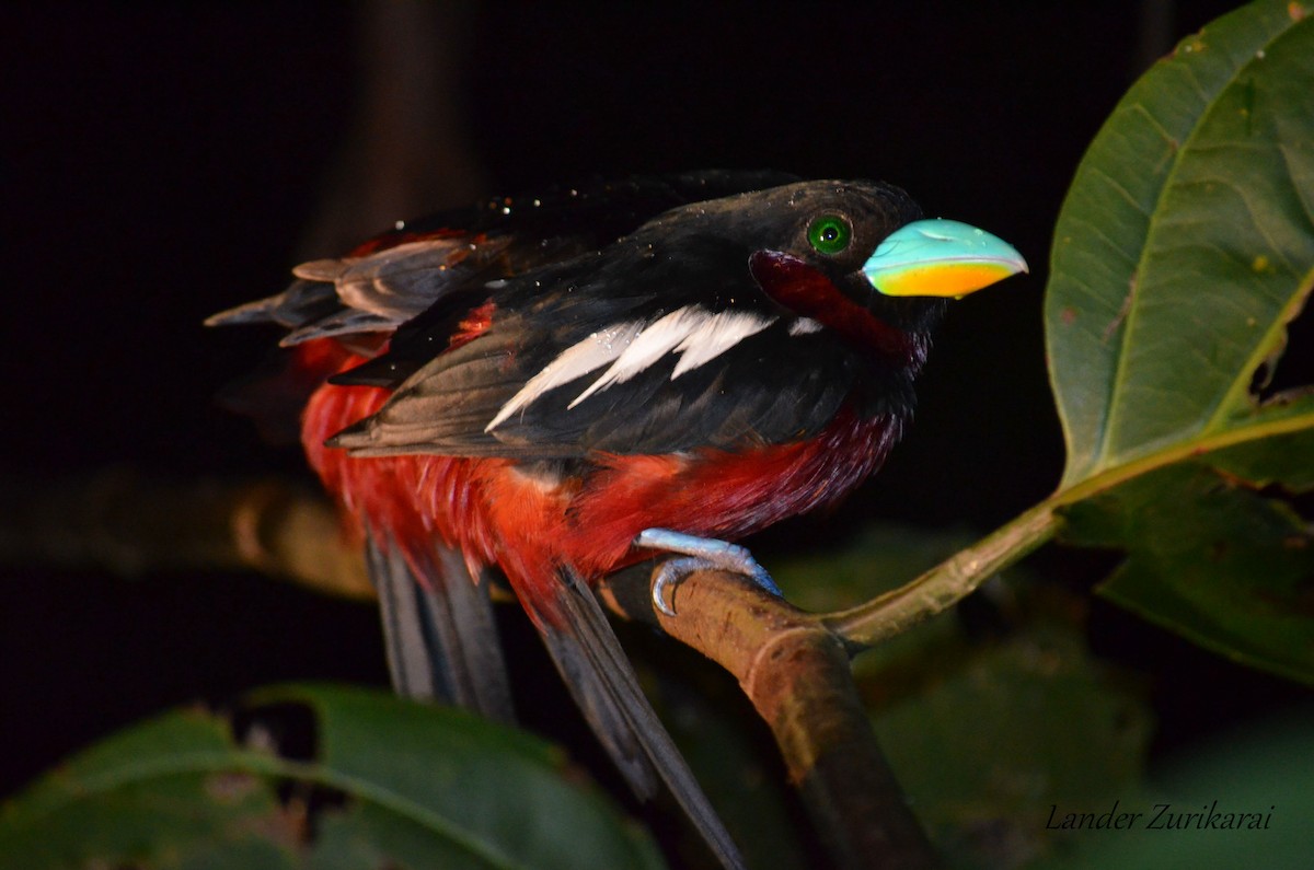 Black-and-red Broadbill (Black-and-red) - Lander Zurikarai