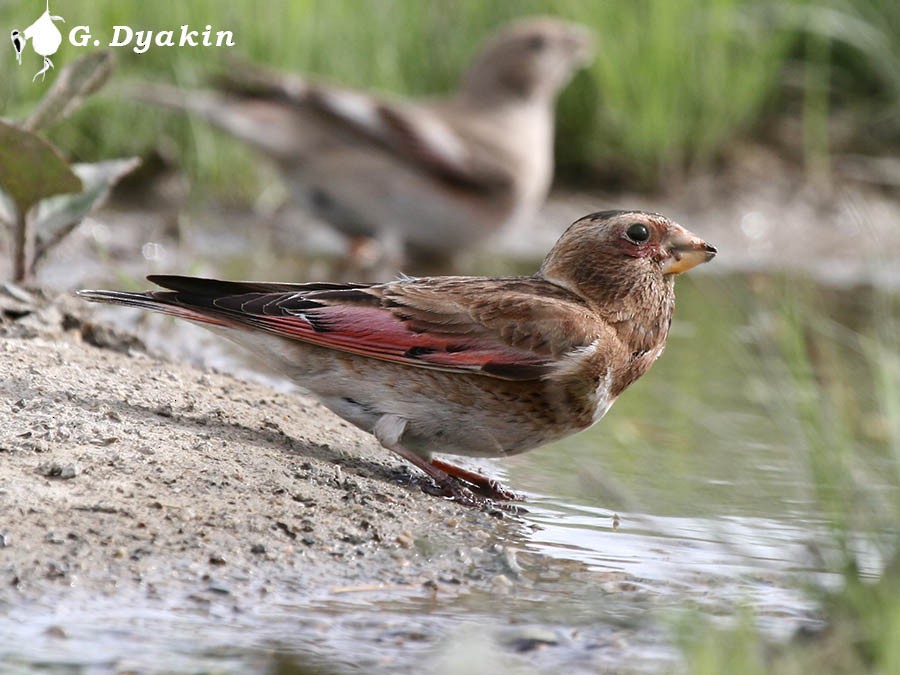 Crimson-winged Finch (Eurasian) - Gennadiy Dyakin