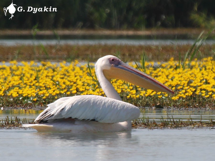 Great White Pelican - Gennadiy Dyakin