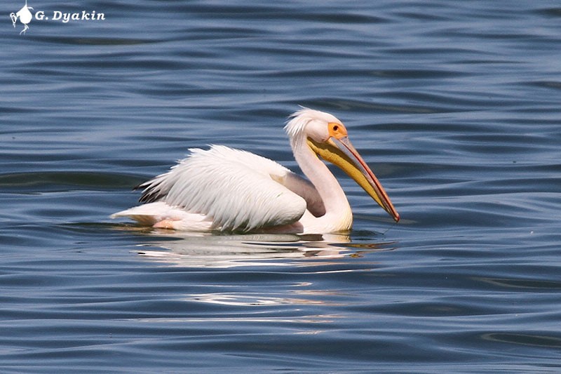 Great White Pelican - Gennadiy Dyakin