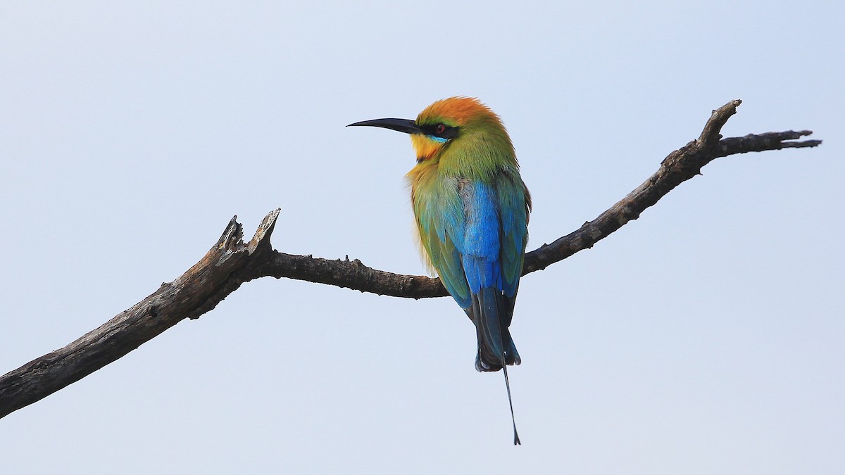 Rainbow Bee-eater - Brian Huggett