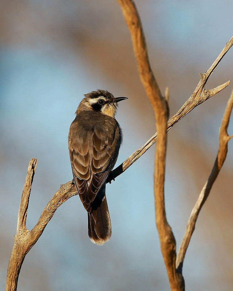 Black-eared Cuckoo - Brian Huggett