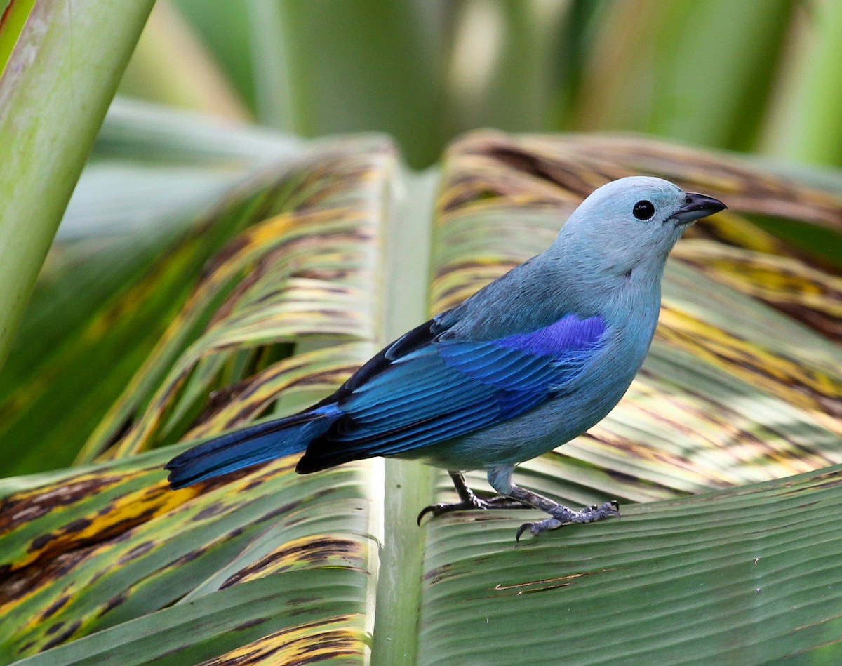 Blue-gray Tanager (Blue-gray) - ML204839591