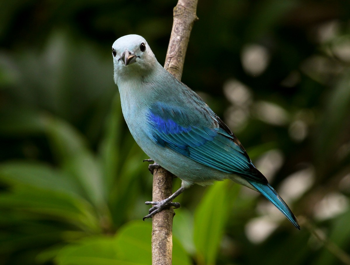 Blue-gray Tanager (Blue-gray) - ML204839601
