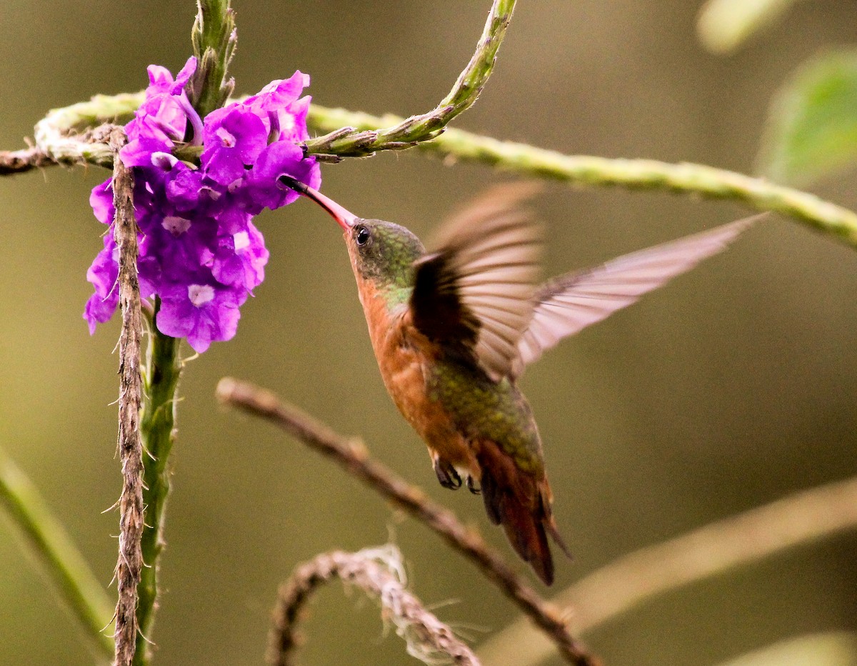 Cinnamon Hummingbird (Mainland) - Luis Mario Arce