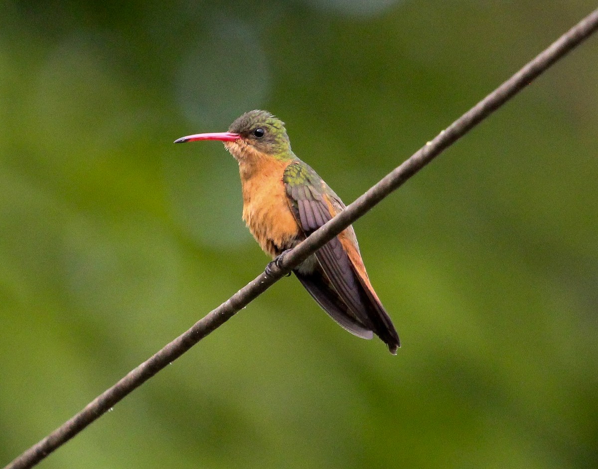 Cinnamon Hummingbird (Mainland) - Luis Mario Arce