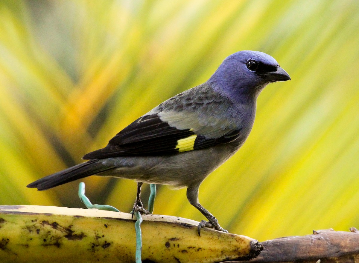 Yellow-winged Tanager - ML204839881