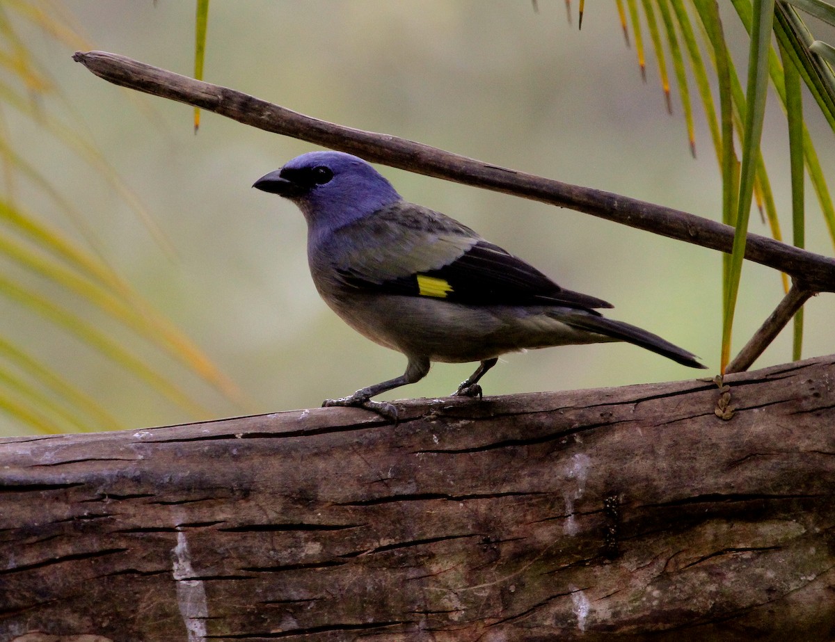 Yellow-winged Tanager - Luis Mario Arce