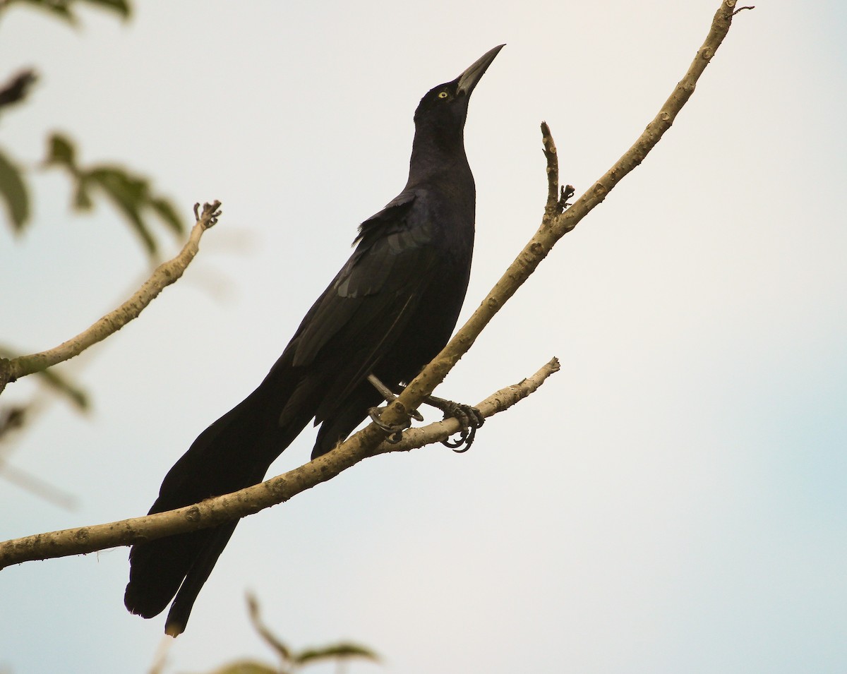 Great-tailed Grackle (Great-tailed) - Luis Mario Arce