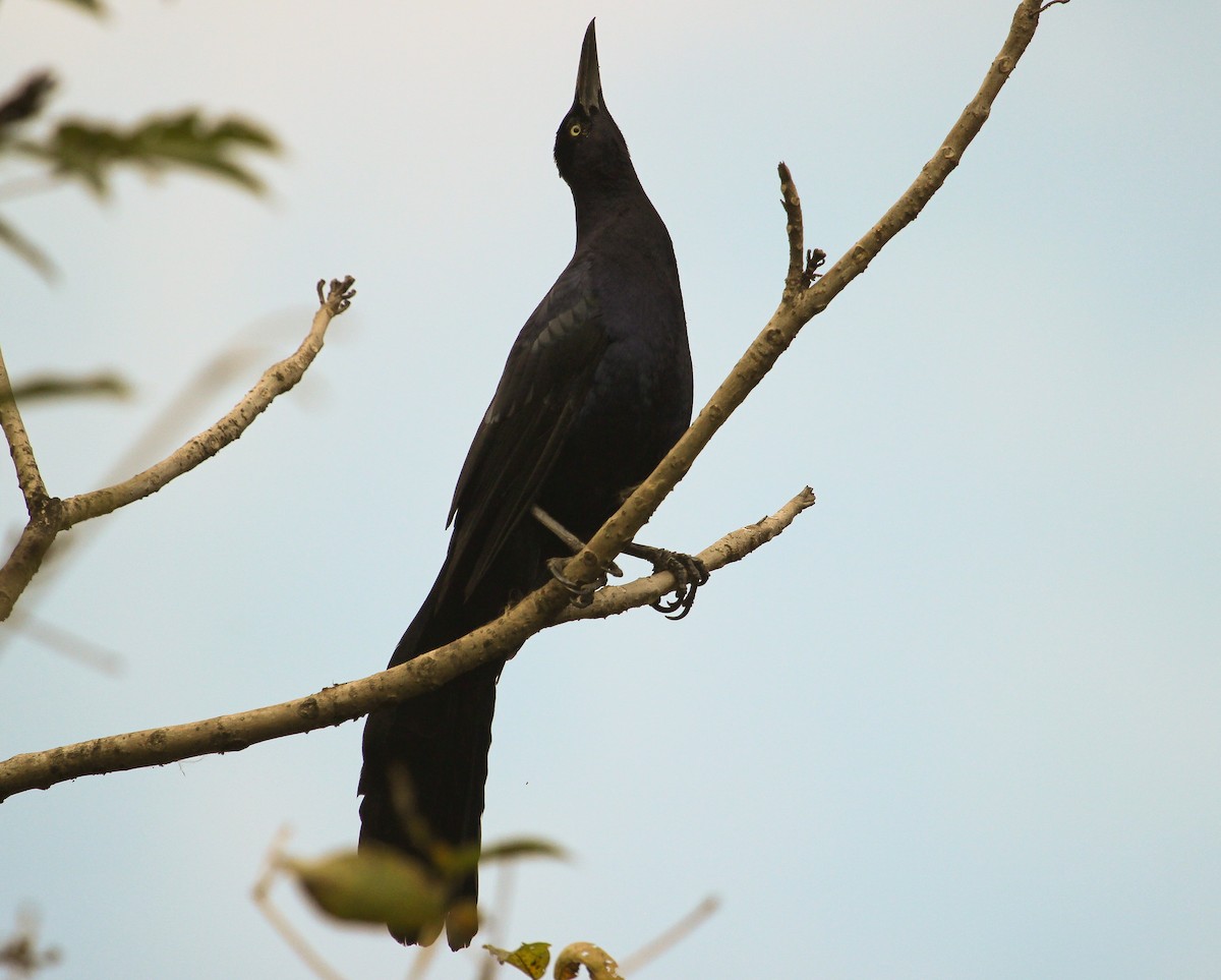 Great-tailed Grackle (Great-tailed) - ML204839911