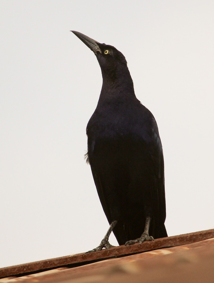 Great-tailed Grackle (Great-tailed) - Luis Mario Arce