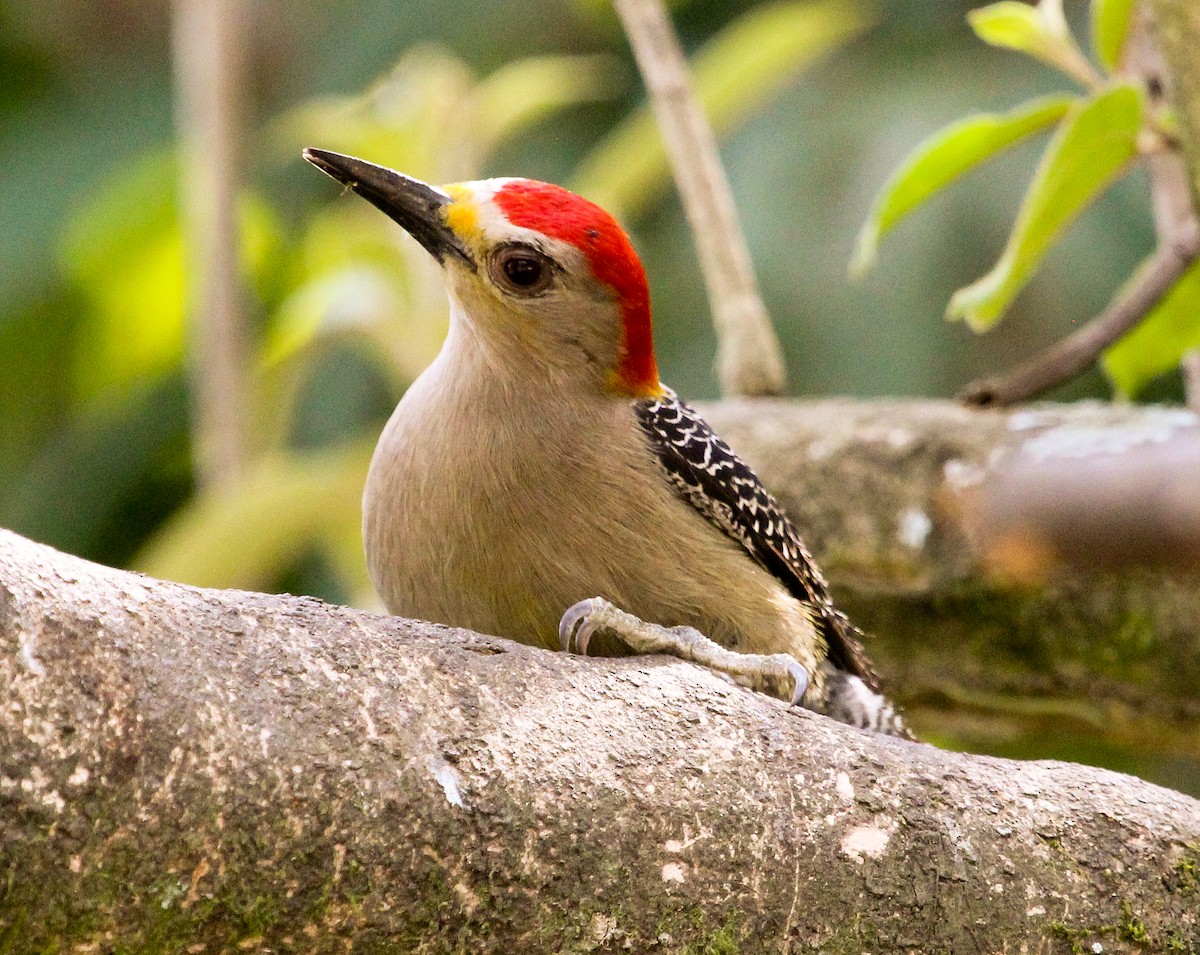 Golden-fronted Woodpecker (Velasquez's) - ML204840021
