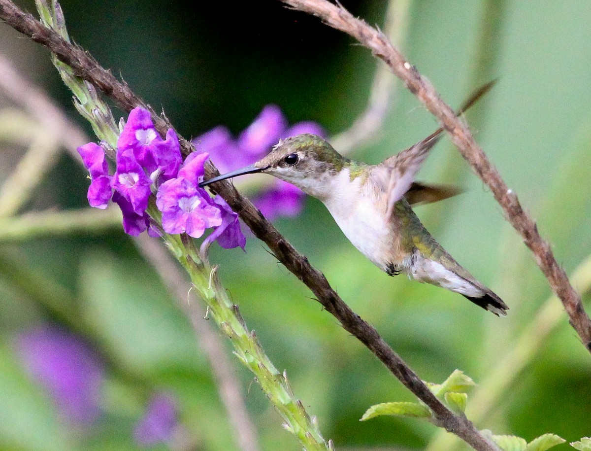Ruby-throated Hummingbird - Luis Mario Arce