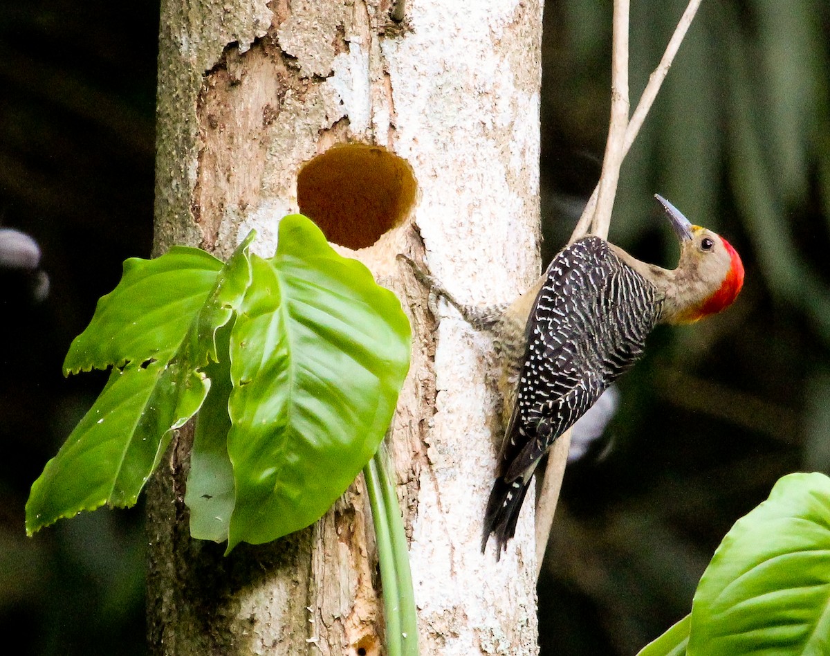 Golden-fronted Woodpecker (Velasquez's) - ML204840071