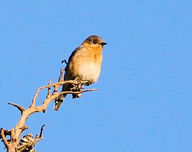 Eastern Bluebird (Mexican) - ML204840281