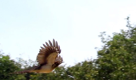 Pheasant Cuckoo - Fabricio C. Gorleri