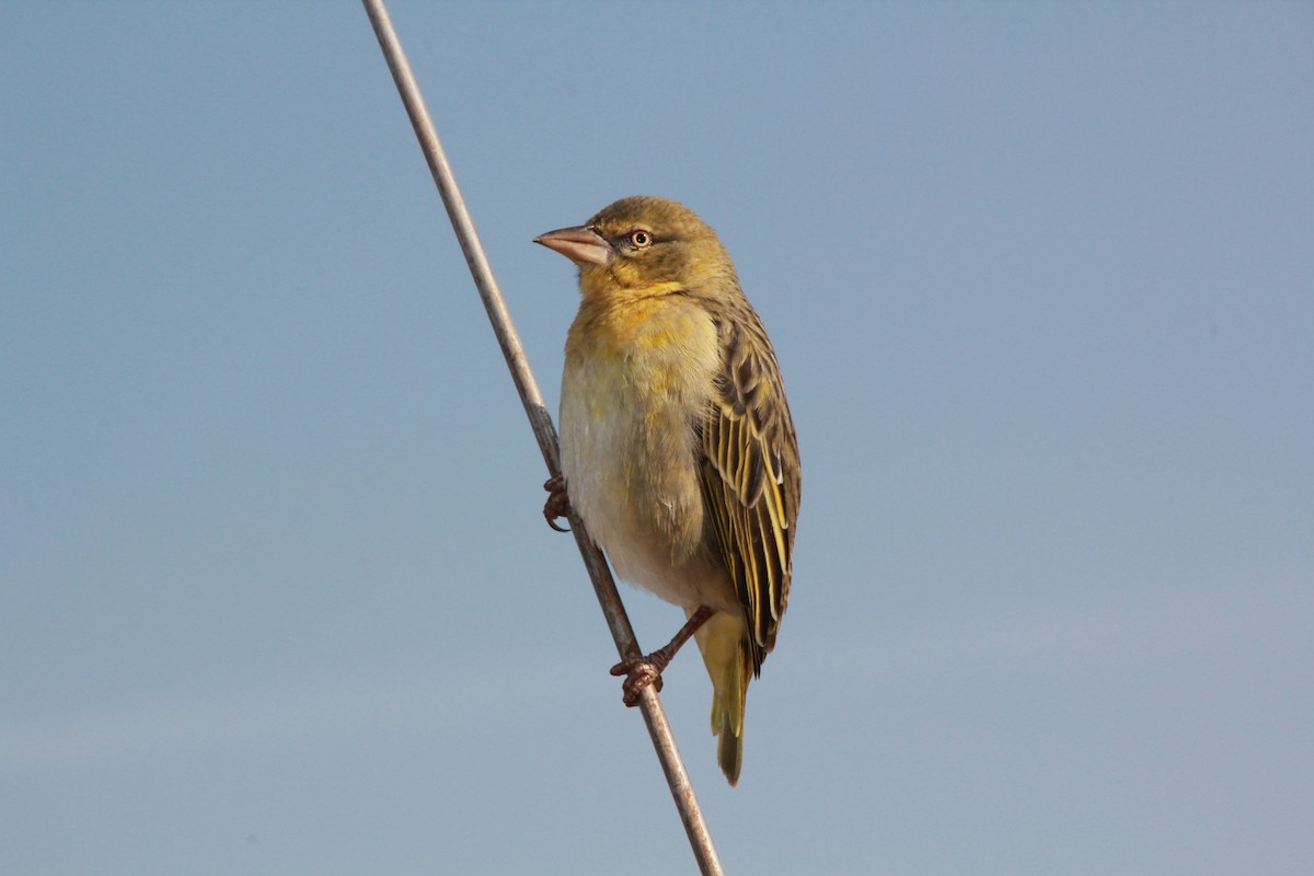 White-bellied Canary - Marc Perxas