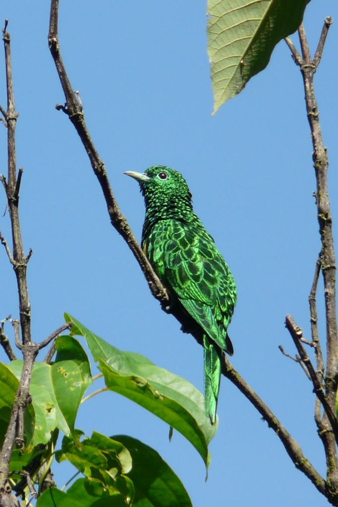 African Emerald Cuckoo - ML204840551